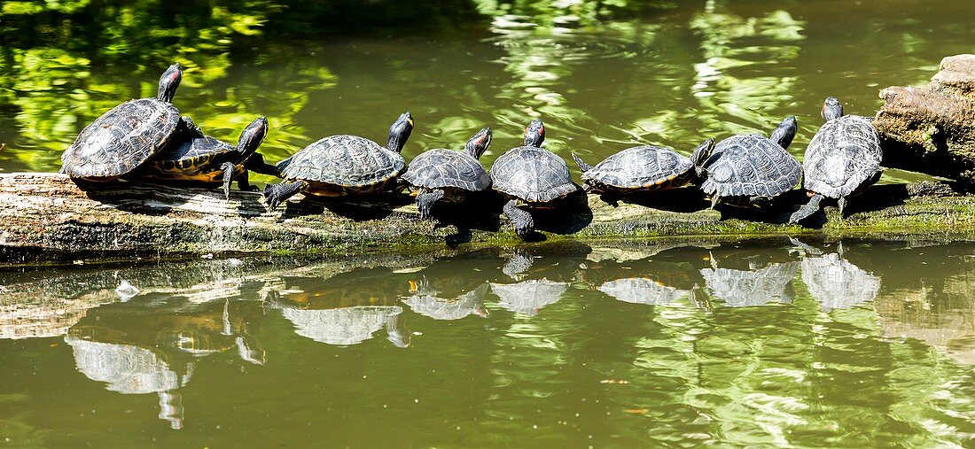 Yellow-bellied and red-eared terrapins