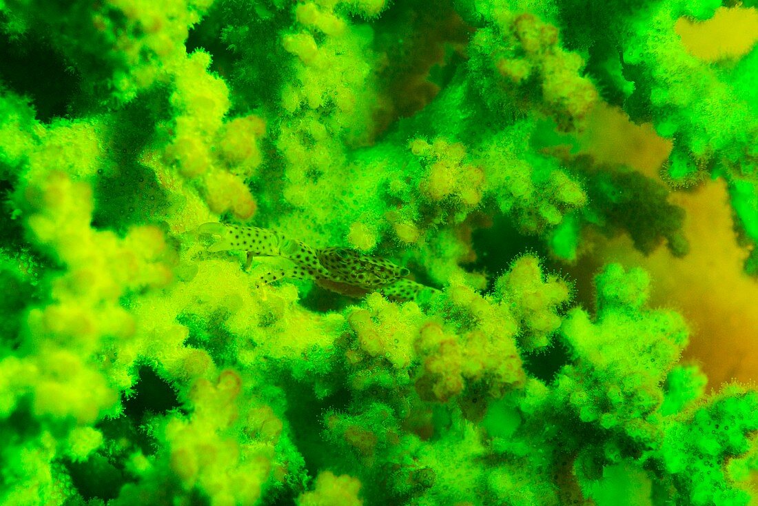 Crab and coral fluorescing underwater