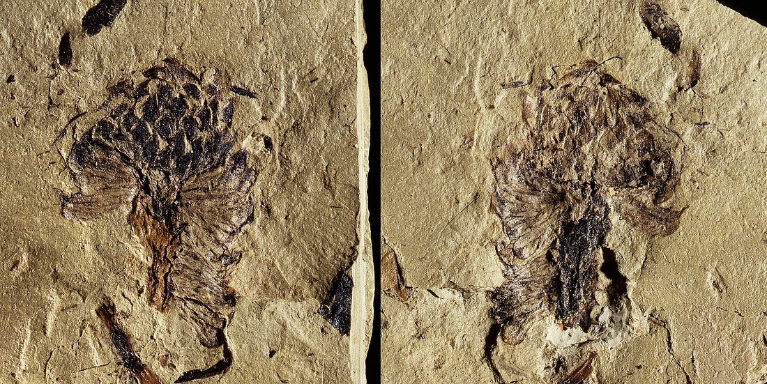 Male conifer cone fossil
