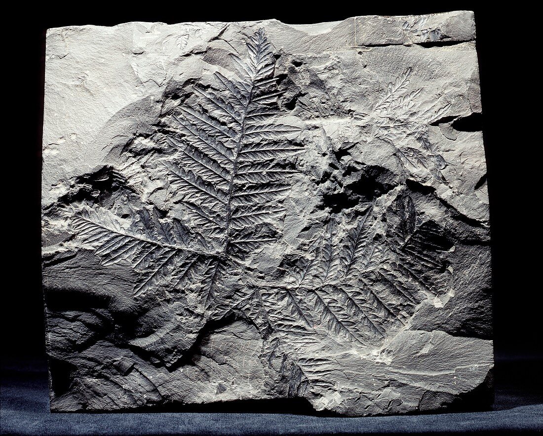 Mariopteris pteridosperm fossil