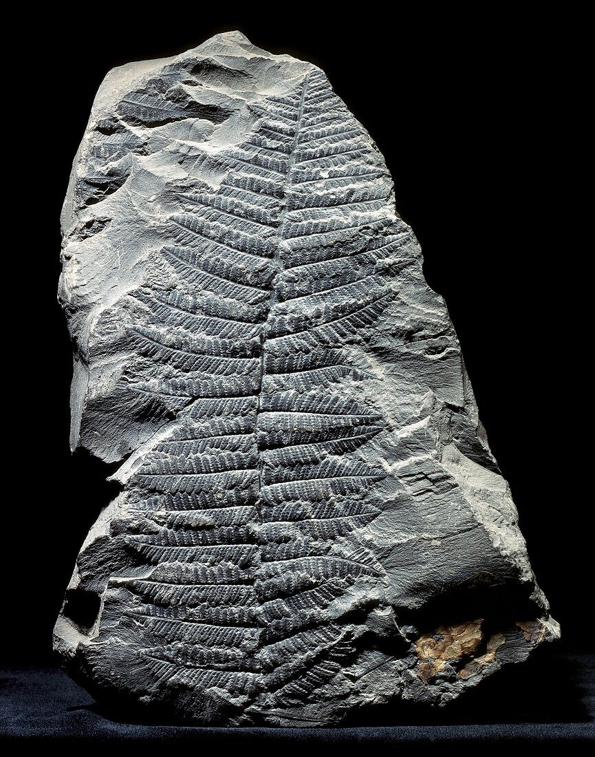 Pecopteris fern fossil