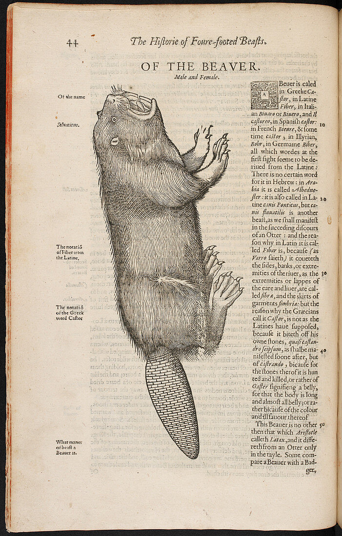An illustration of a beaver
