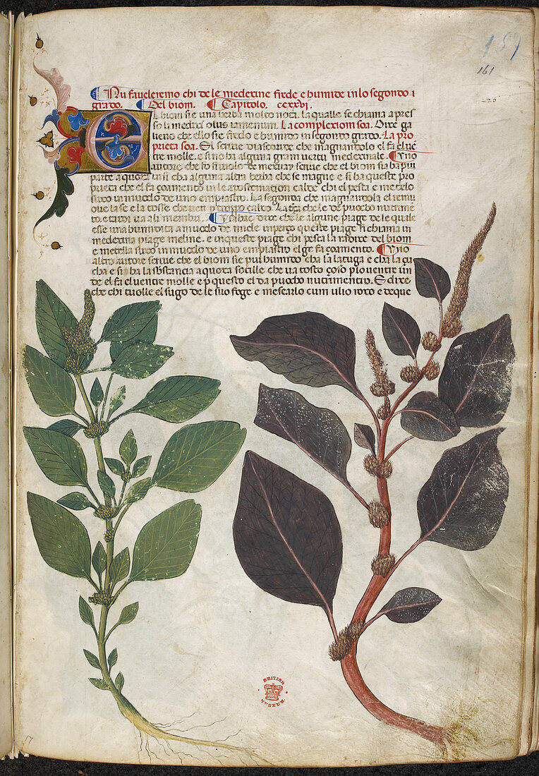 A herbal book of plants and remedies