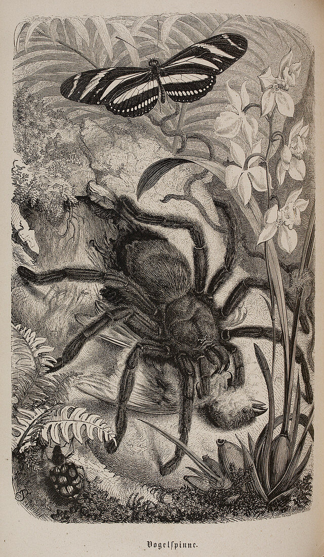 Illustration of tarantula and butterfly