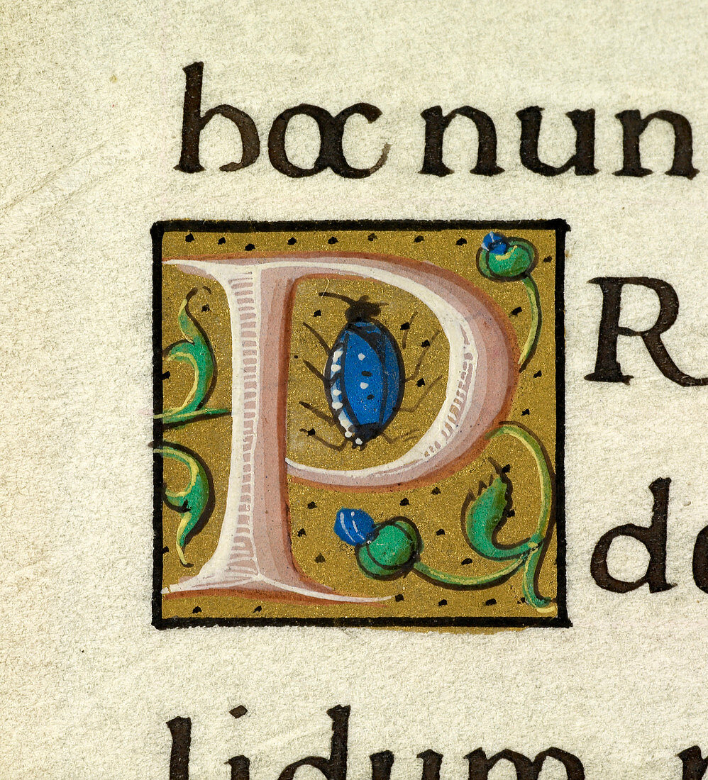 Manuscript ornamental letter P