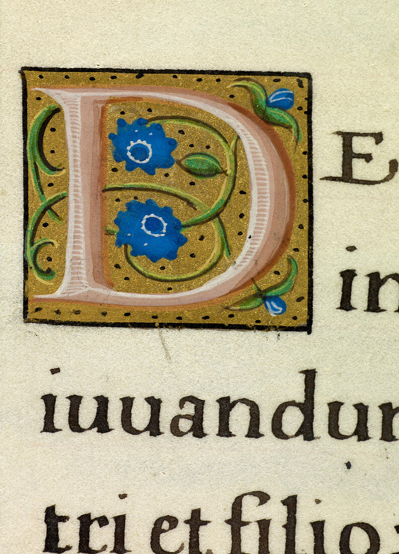 Manuscript ornamental letter D