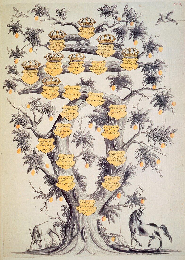 Family tree of Javanese dynasty
