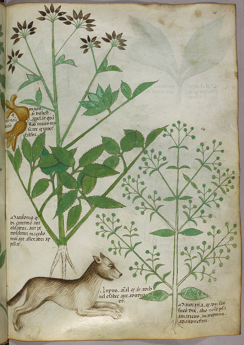 Illustration of a plant and a wolf