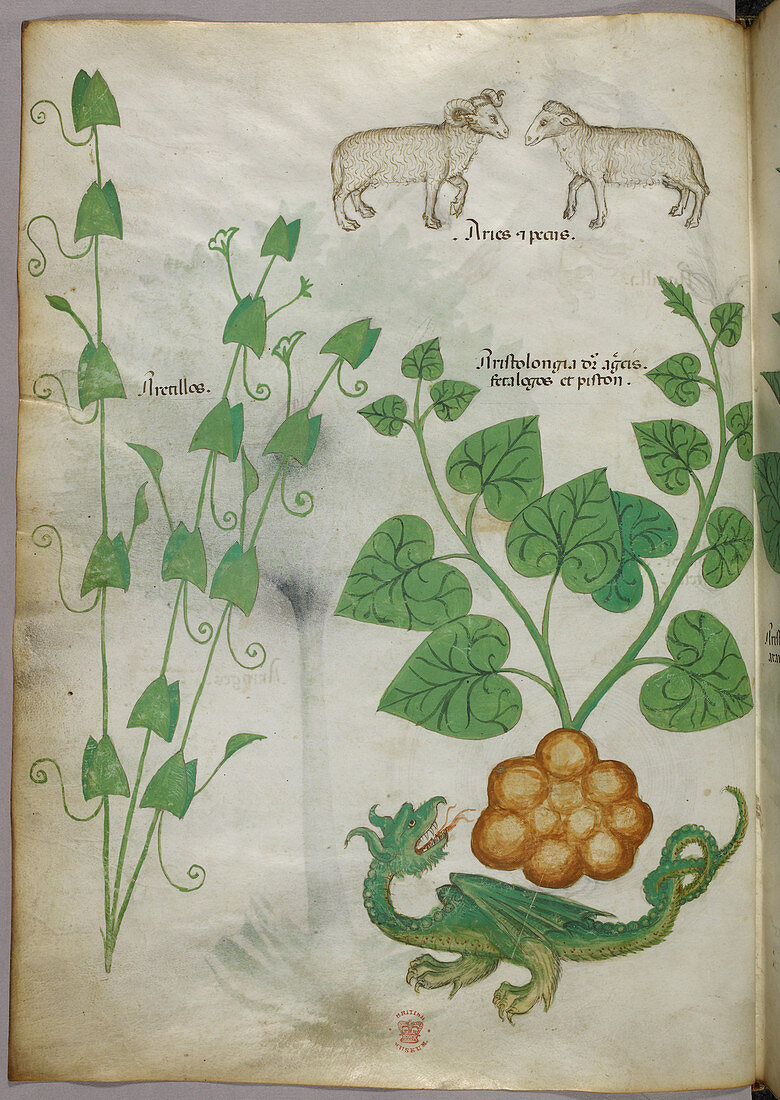 Illustration of plants,dragon and sheep