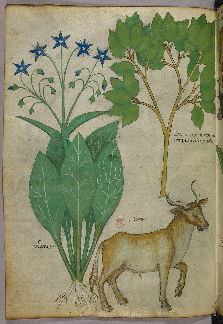 Illustration of plants and a bull