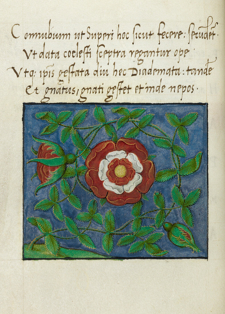 A Tudor rose symbol