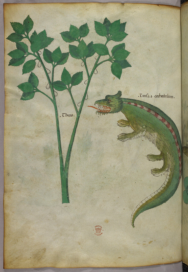 Illustration of a plant and a crocodile
