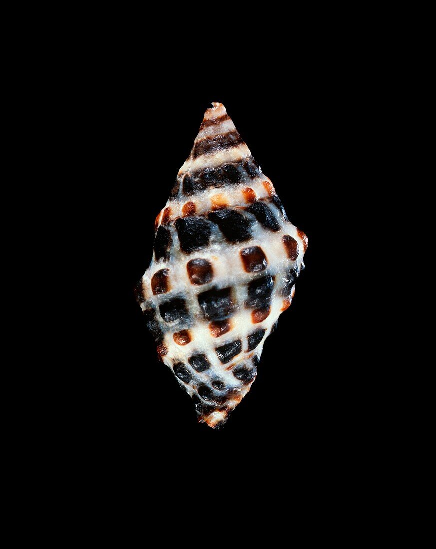 Murex sea snail shell