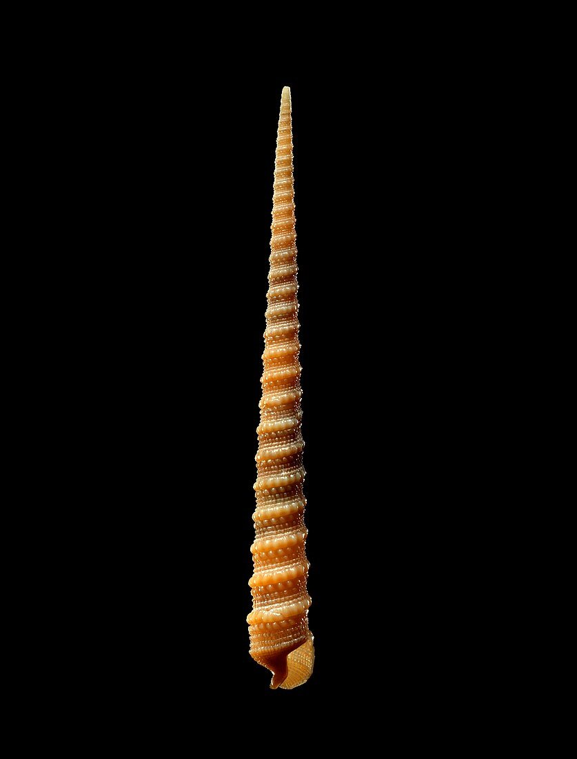Auger snail shell