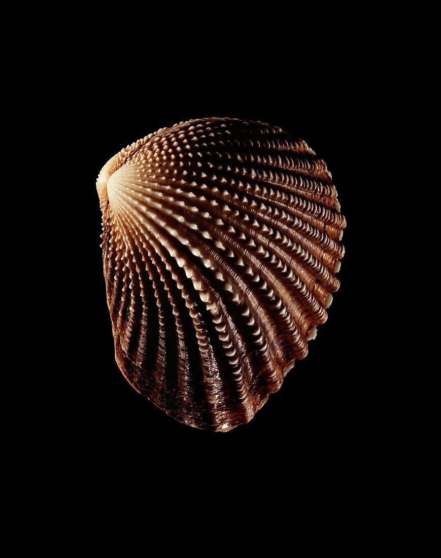Bivalve mollusc shell
