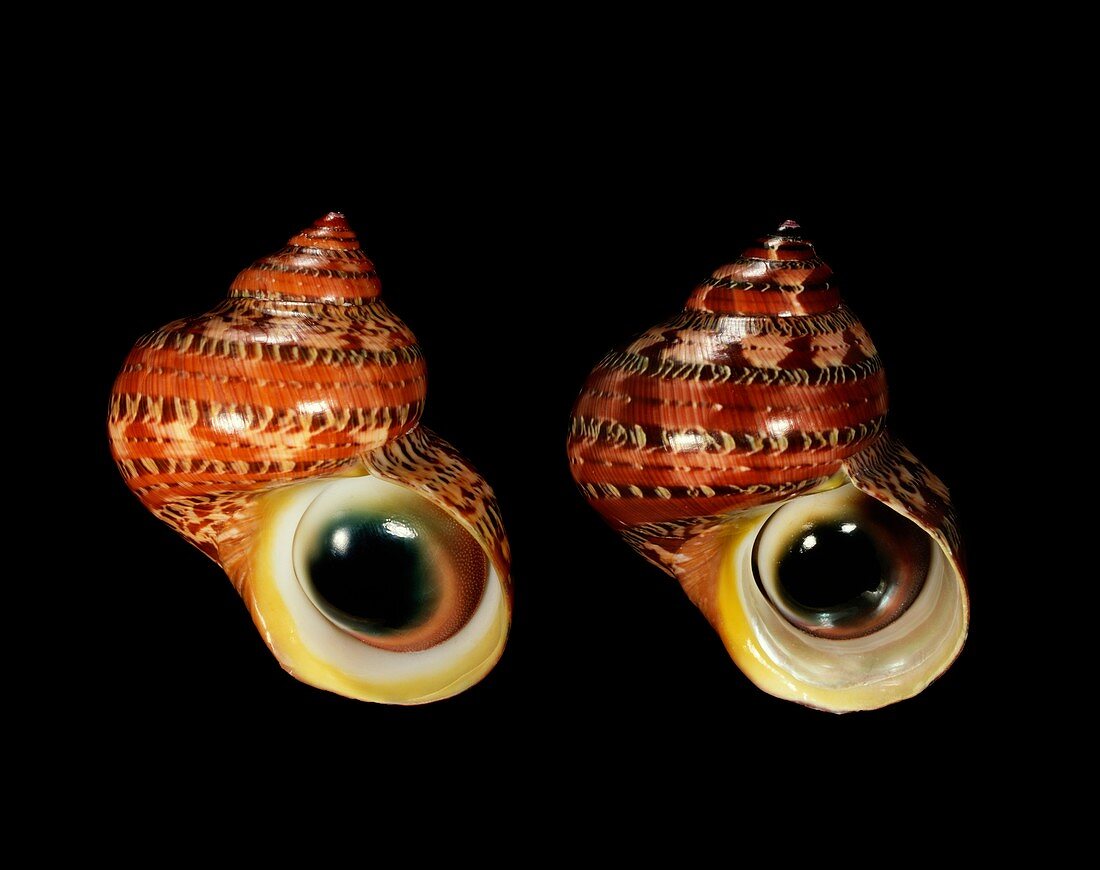 Tapestry turban sea snail shells