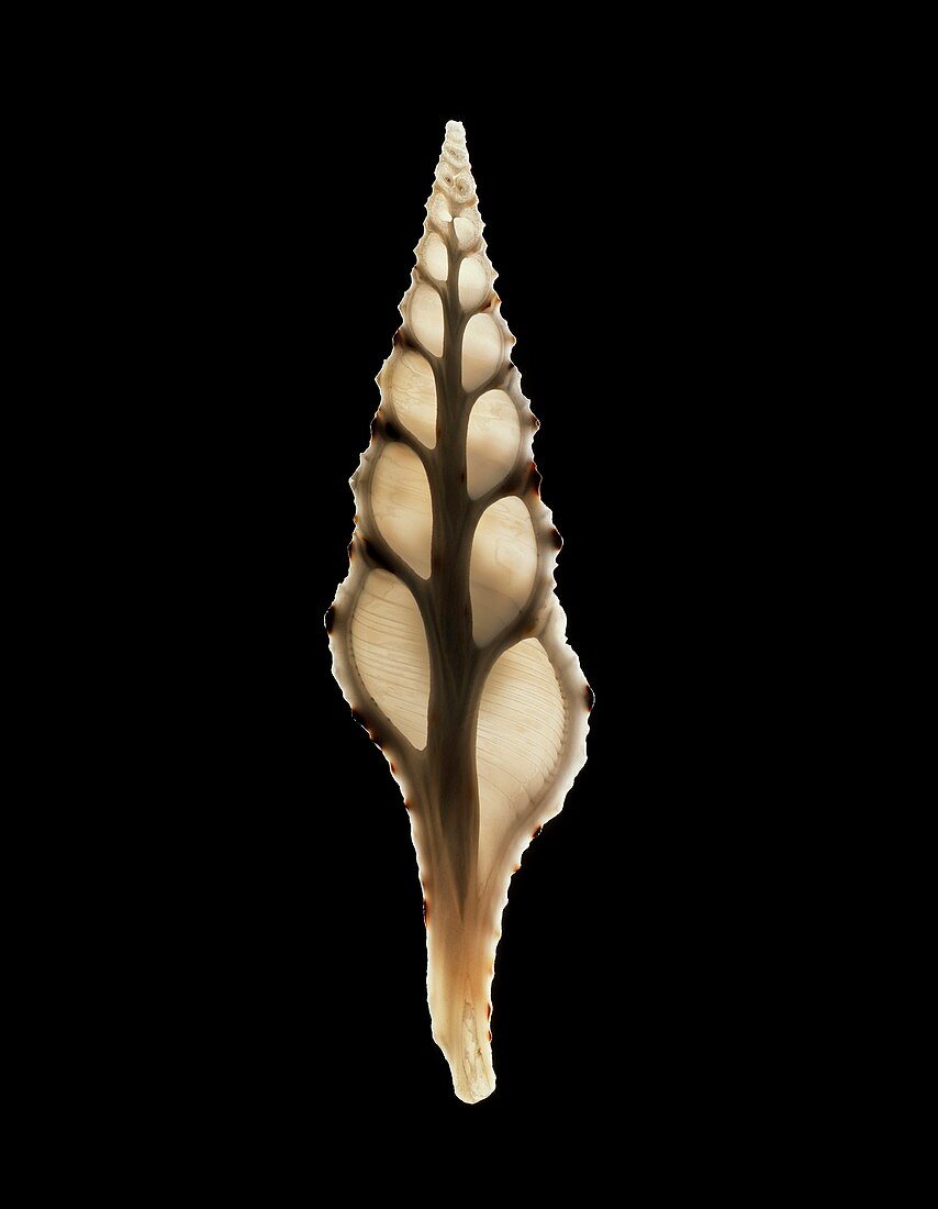 Babylon turrid sea snail shell