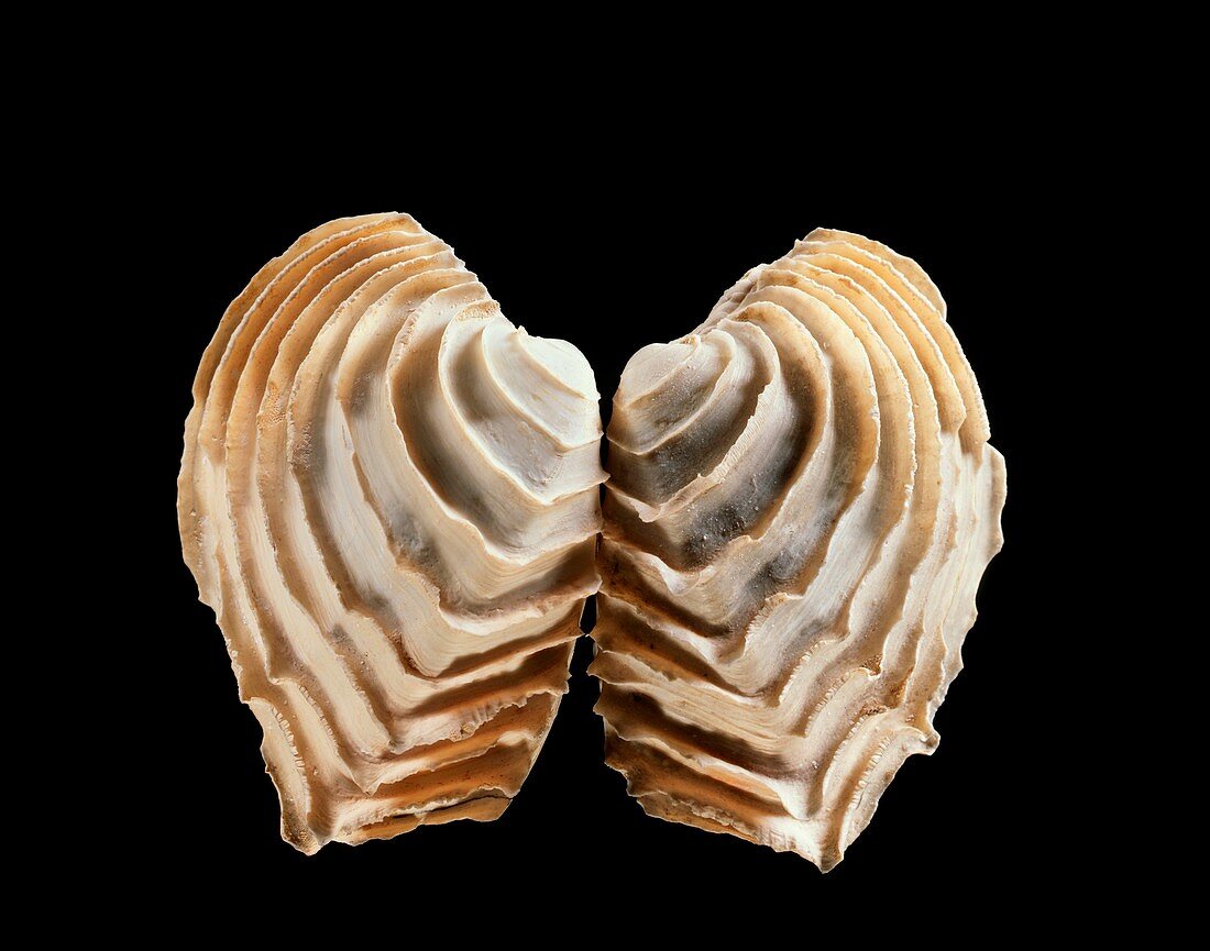 Venus clam shell