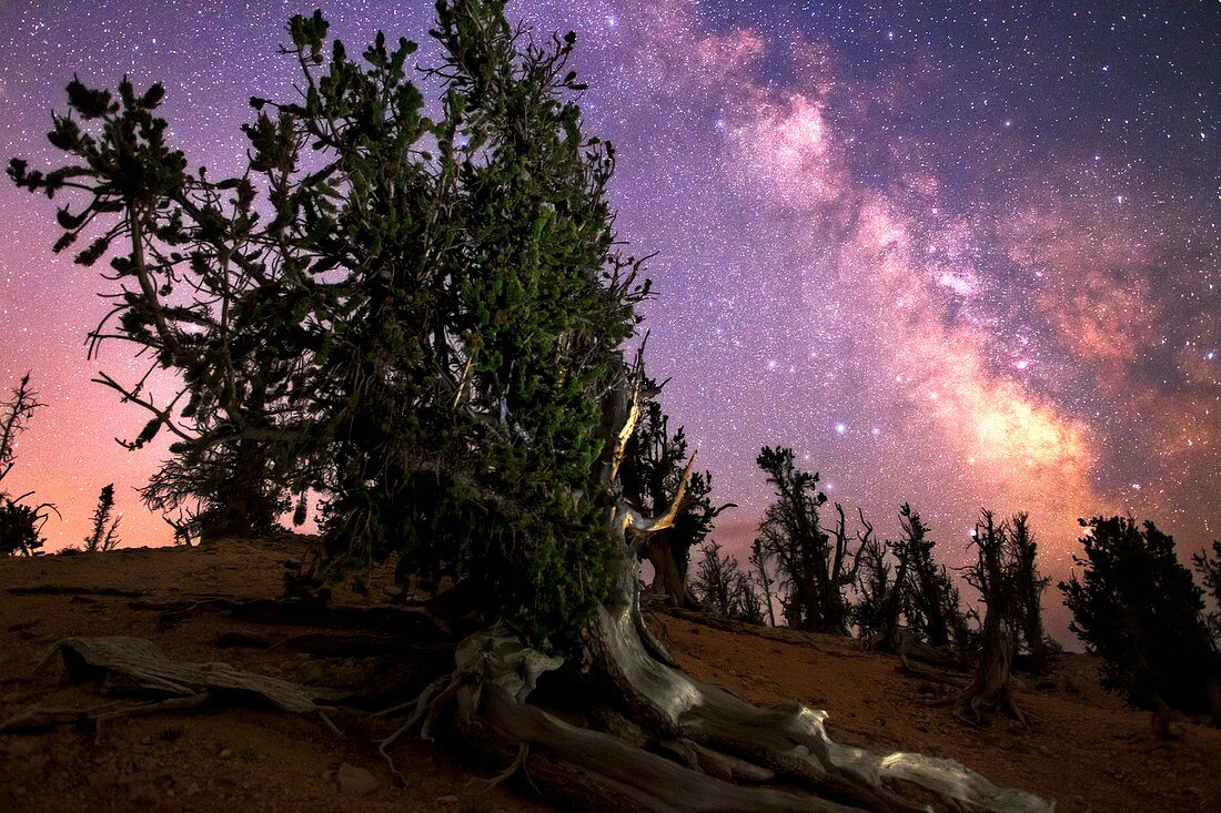 Milky Way over bristlecone pines,USA
