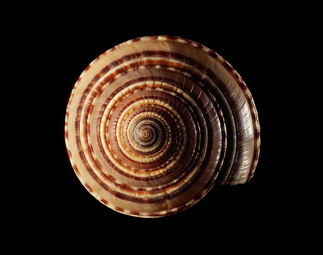 Sundial sea snail shell