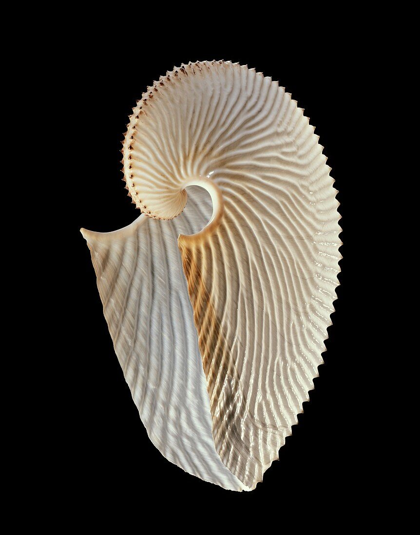 Argonaut octopus eggcase shell