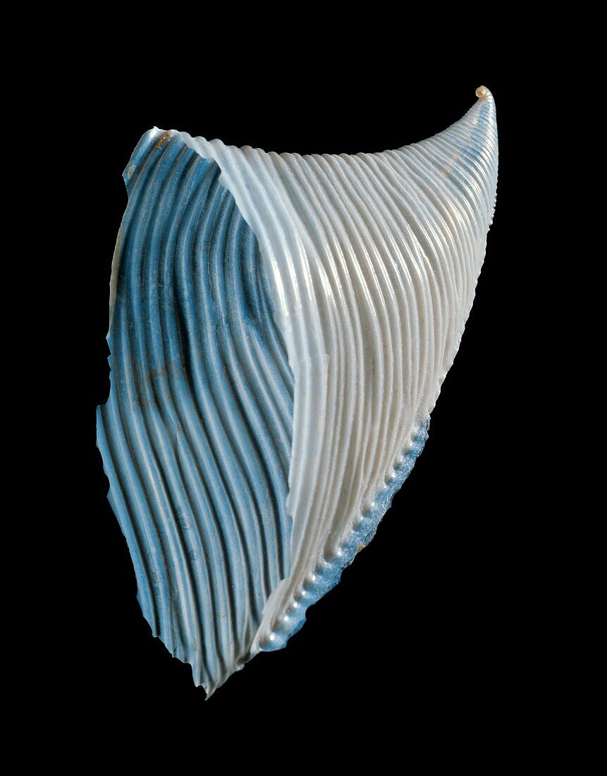 Heteropod sea snail shell