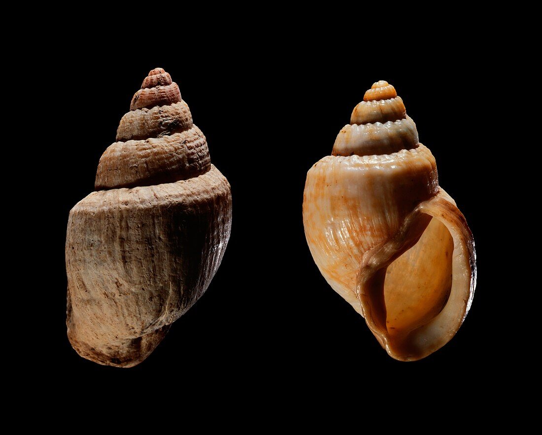 Land snail shells