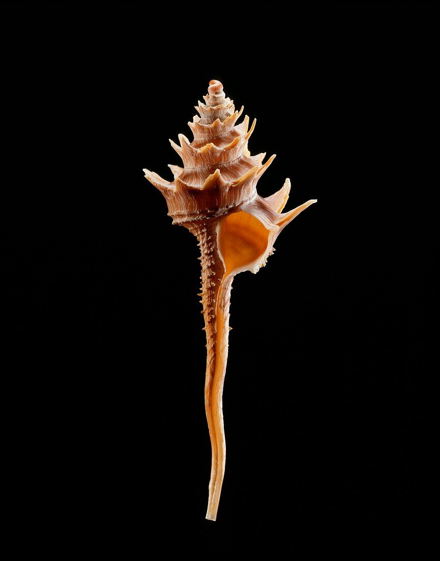 Turbinellid sea snail shell