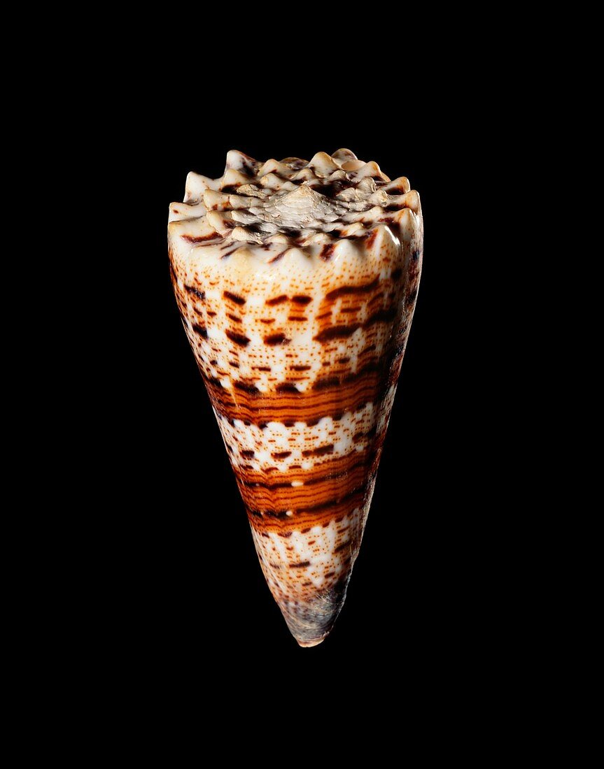 Imperial cone shell