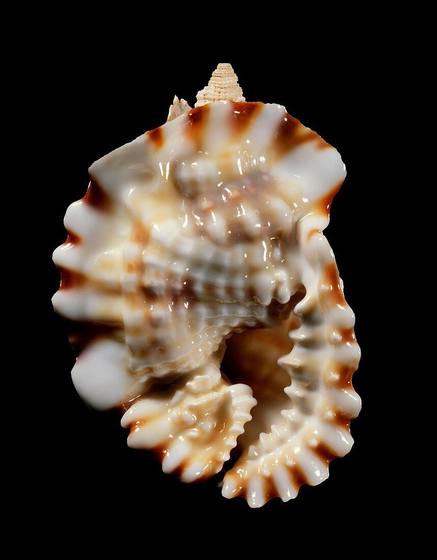 Common distorsio sea snail shell