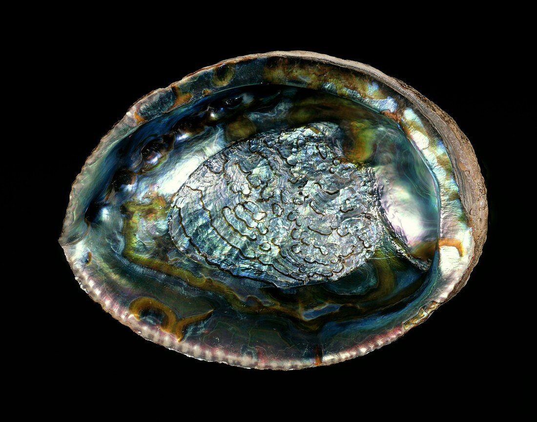Green abalone sea snail shell