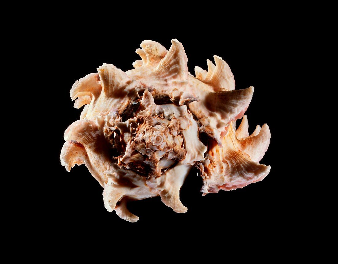 Regal murex sea snail shell