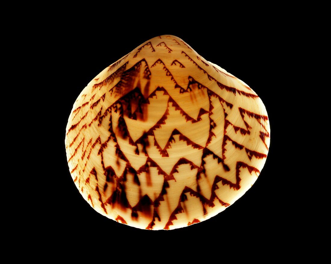 Zigzag venus clam shell