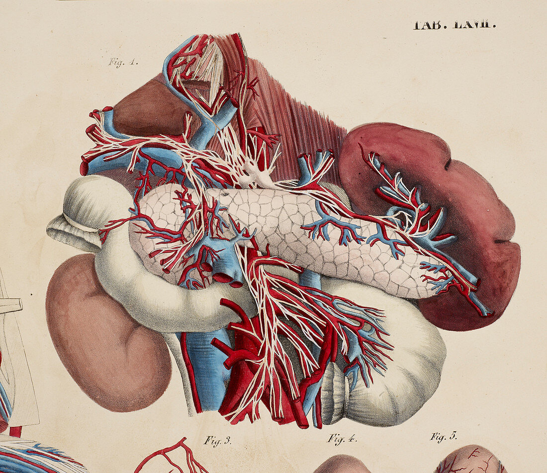 Anatomical drawing