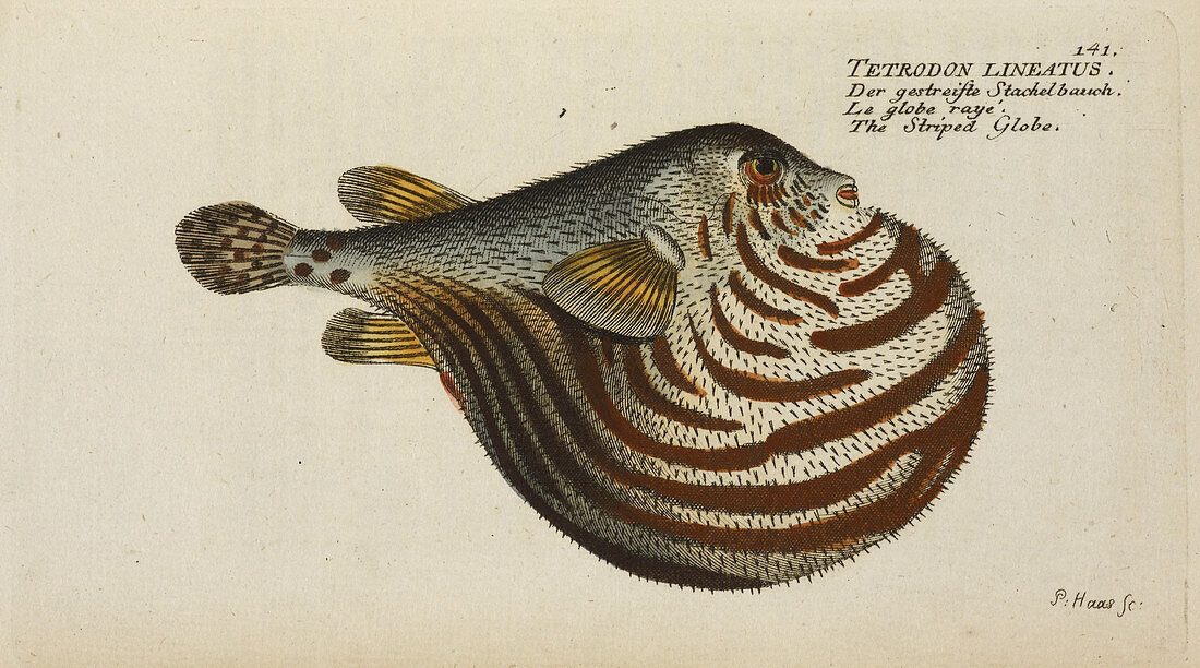 The Striped Globe fish