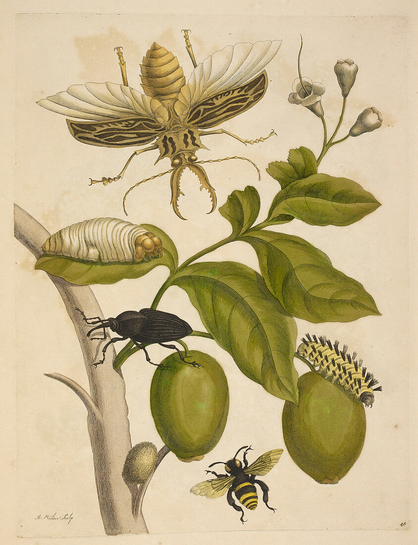 Various insects around a plant