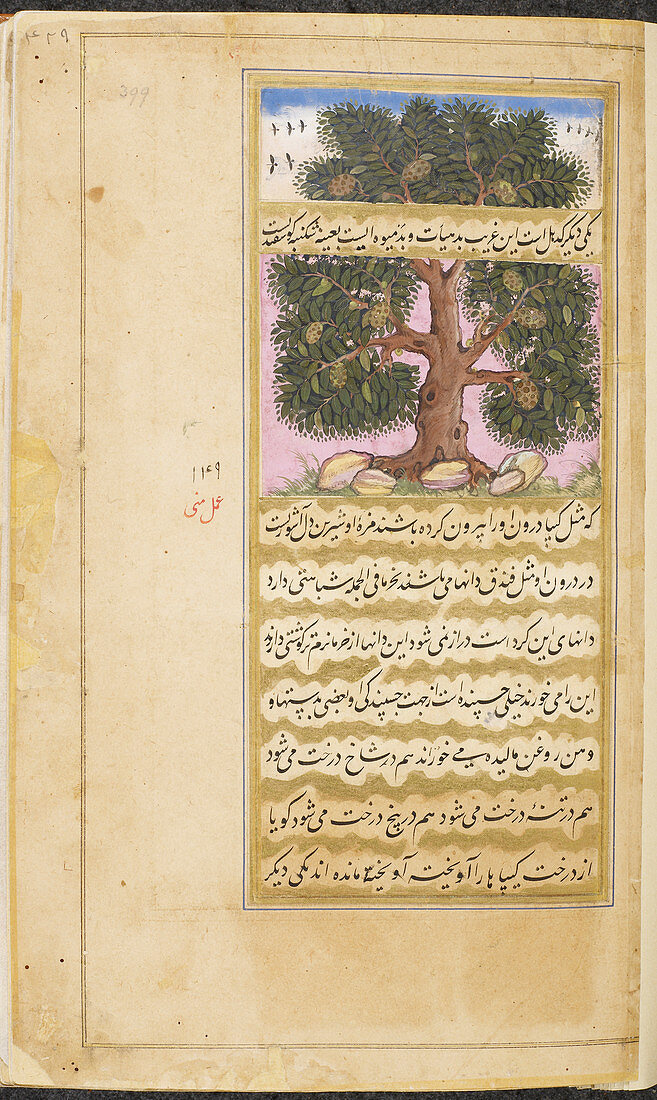 Jackfruit tree (artocarpus integrifola)