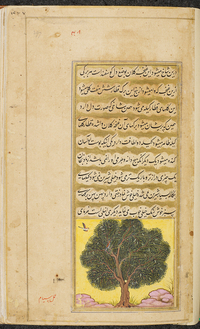 Tamarind tree (tamarindus indica)