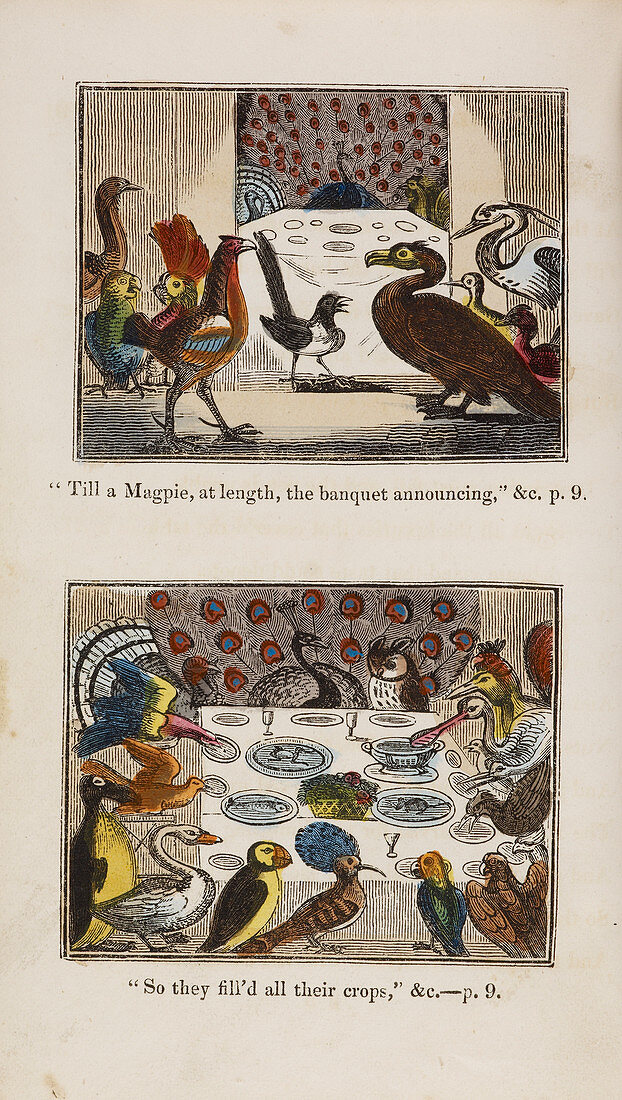 Engraving of Birds in a gathering