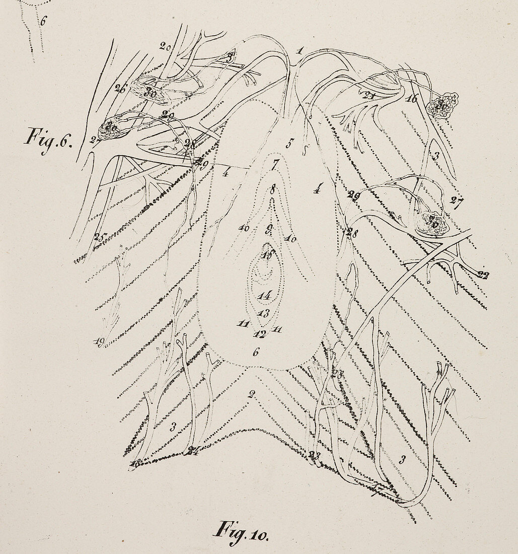 Anatomical drawing. Vagina. Pelvic floor