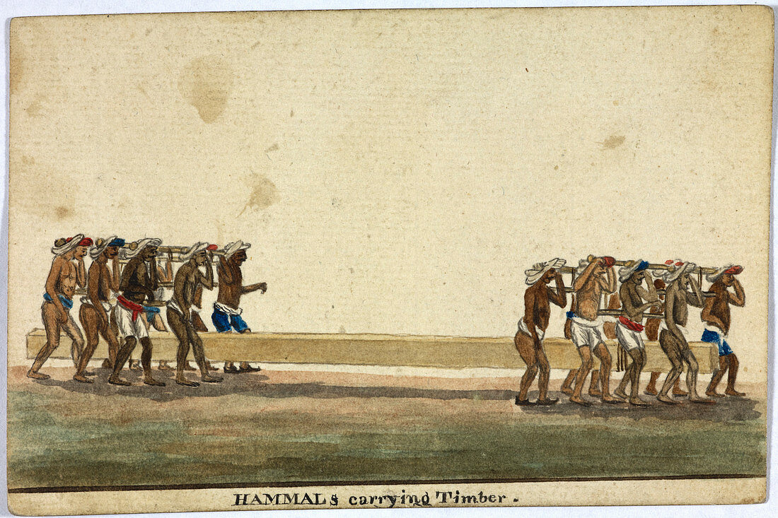 Hammals carrying timber