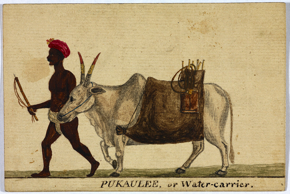 Pukaulee,or water-carrier