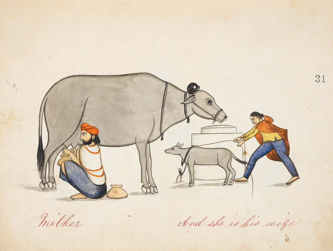 Herdsman milking a cow
