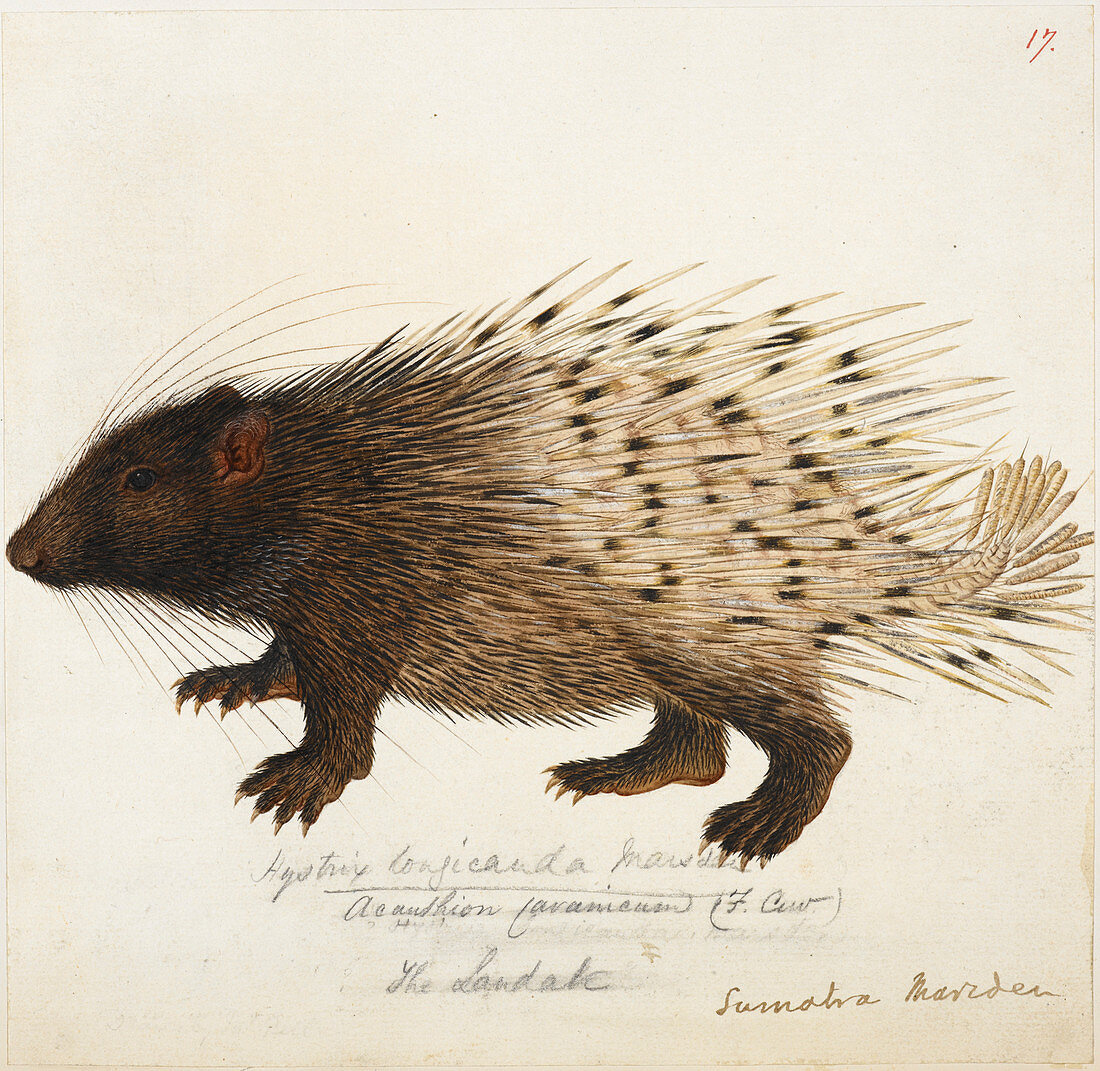 Long tailed Porcupine from Sumatra