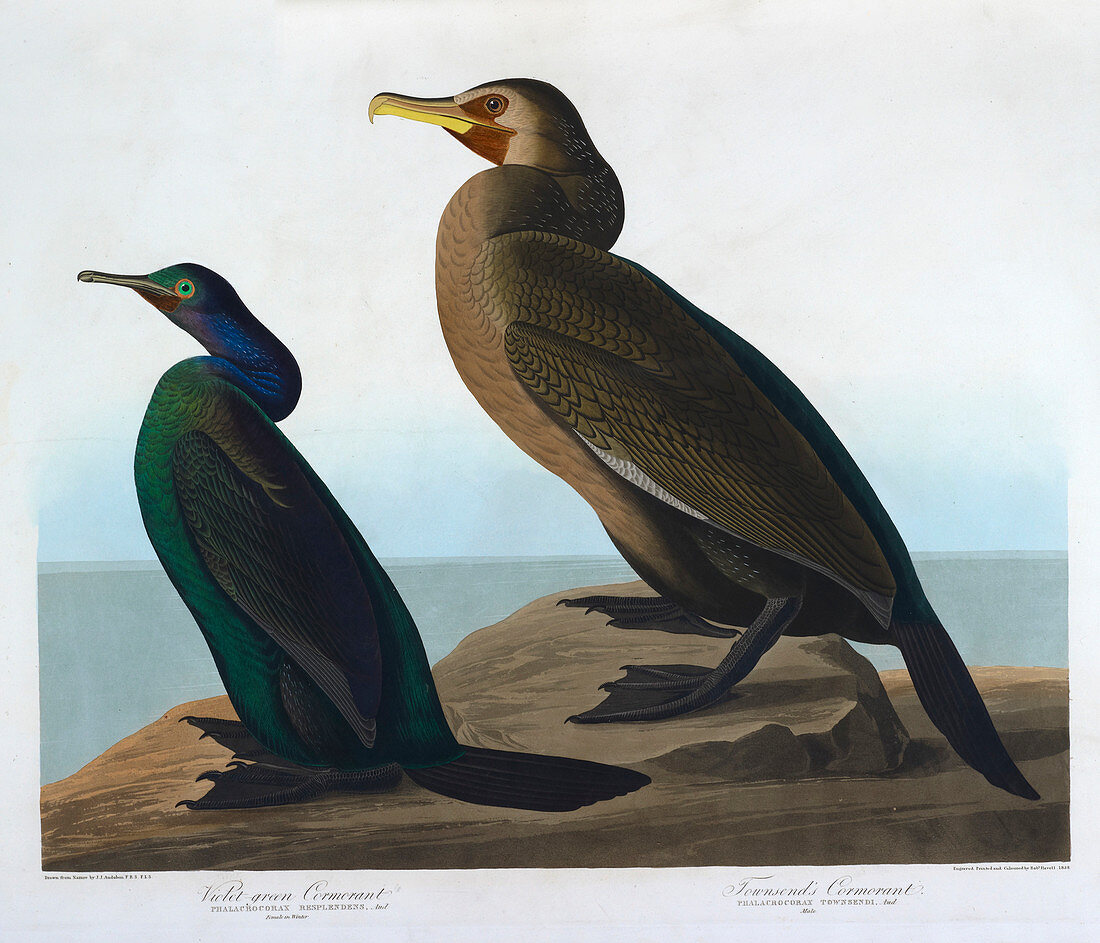 Violet green cormorant