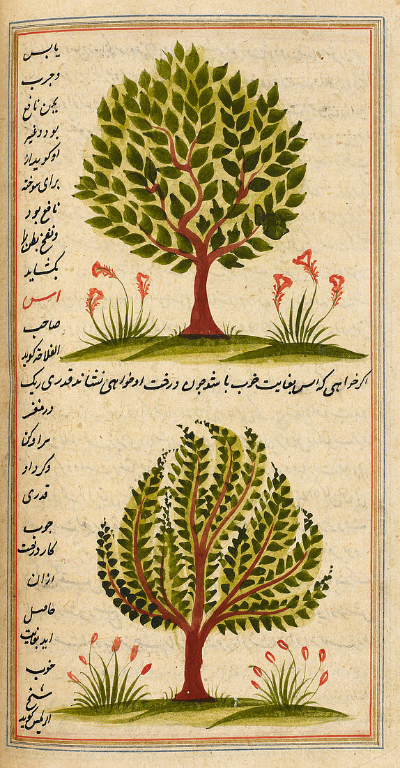 Two trees,illustration