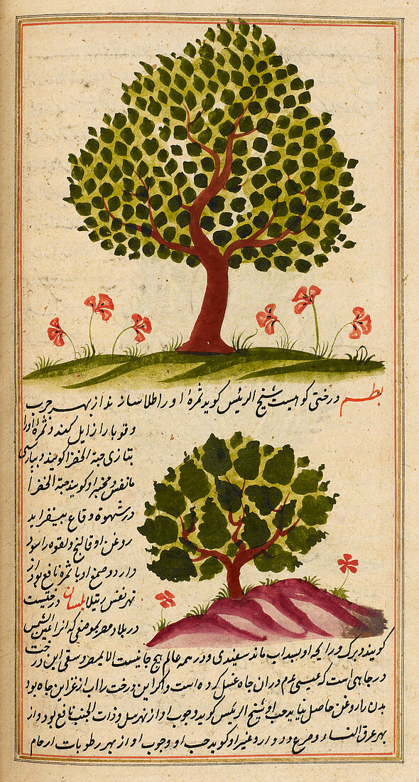 Two trees,illustration