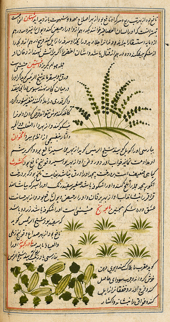 Plants,illustration