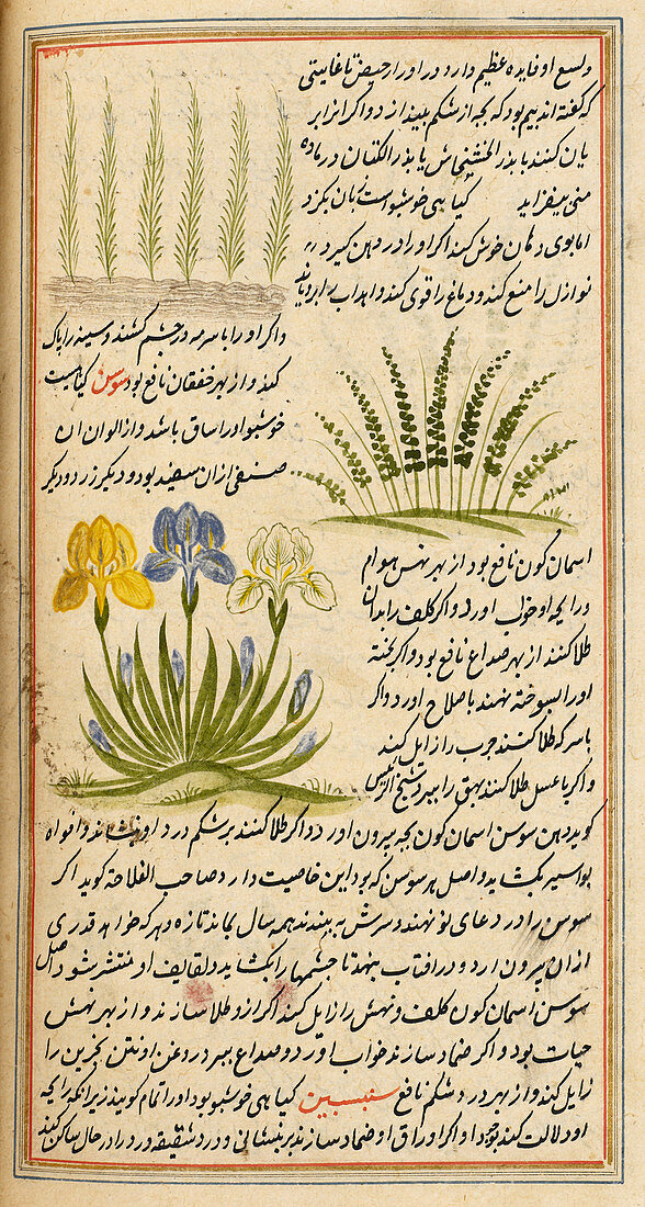 Flowering plants,illustration