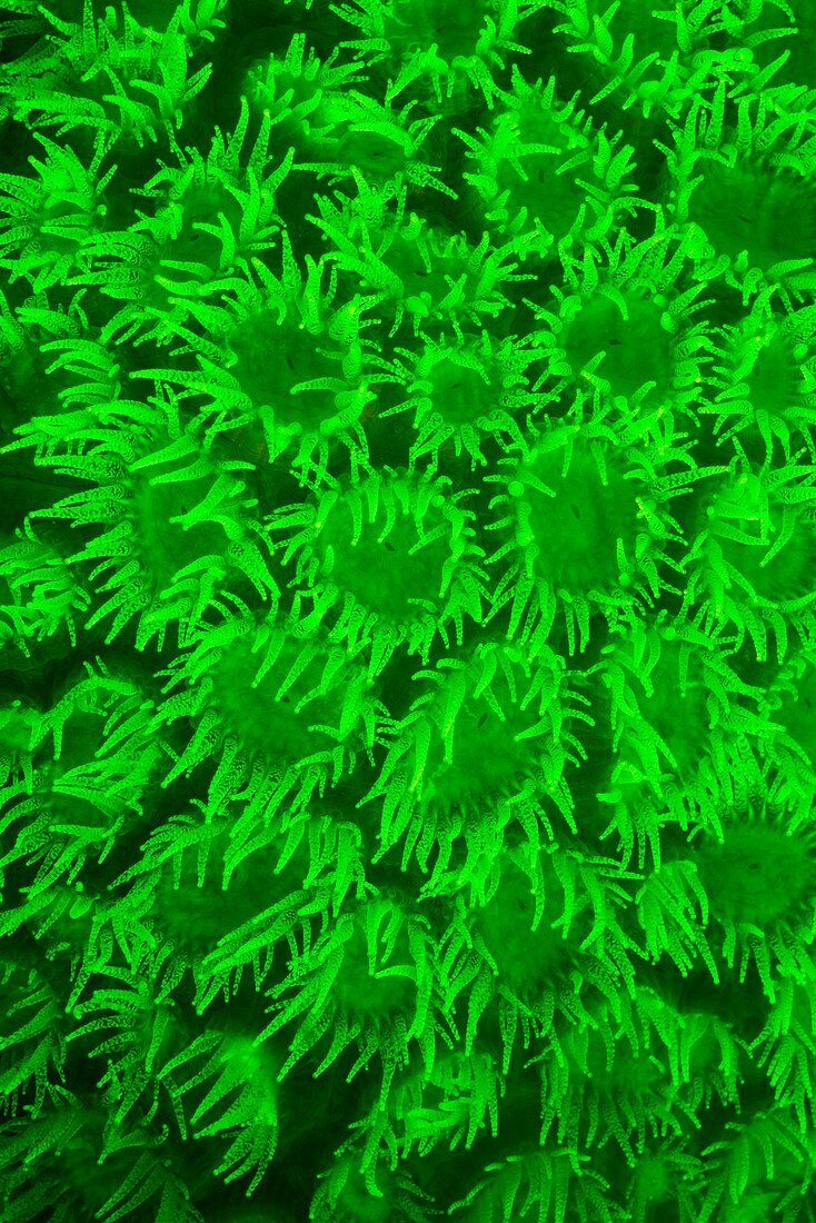 Coral,fluorescing